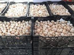 Trong bối cảnh người tiêu dùng ngày càng quan tâm đến thực phẩm sạch và an toàn, việc tìm kiếm một vựa trứng gà sạch tại Long Thành trở nên vô cùng quan trọng. Giữa rất nhiều lựa chọn trên thị trường, Vựa Trứng Thành Nhiên tự hào là một trong những vựa trứng gà sạch Long Thành uy tín, chuyên cung cấp trứng gà ta, trứng gà công nghiệp với chất lượng đảm bảo, nguồn gốc rõ ràng và giá cả cạnh tranh.