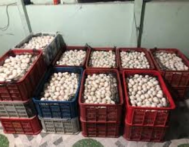   Vựa Trứng Gà Sạch Long Thành  