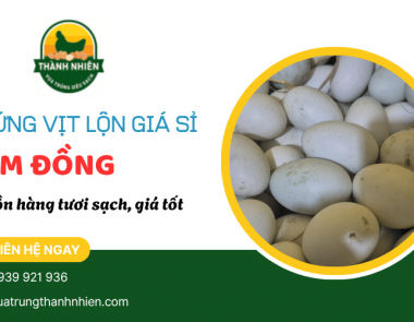 Trứng vịt lộn giá sỉ Lâm Đồng – Nguồn hàng tươi sạch, giá tốt từ Thành Nhiên