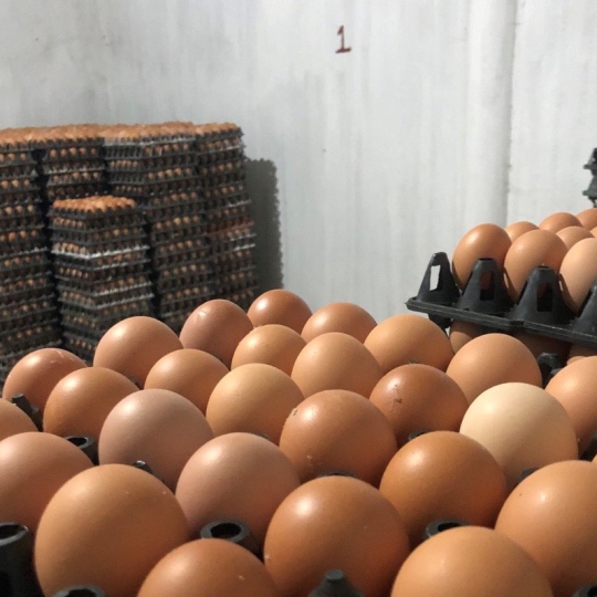 Trứng Gà 16 ký- cỡ 44-46 gram